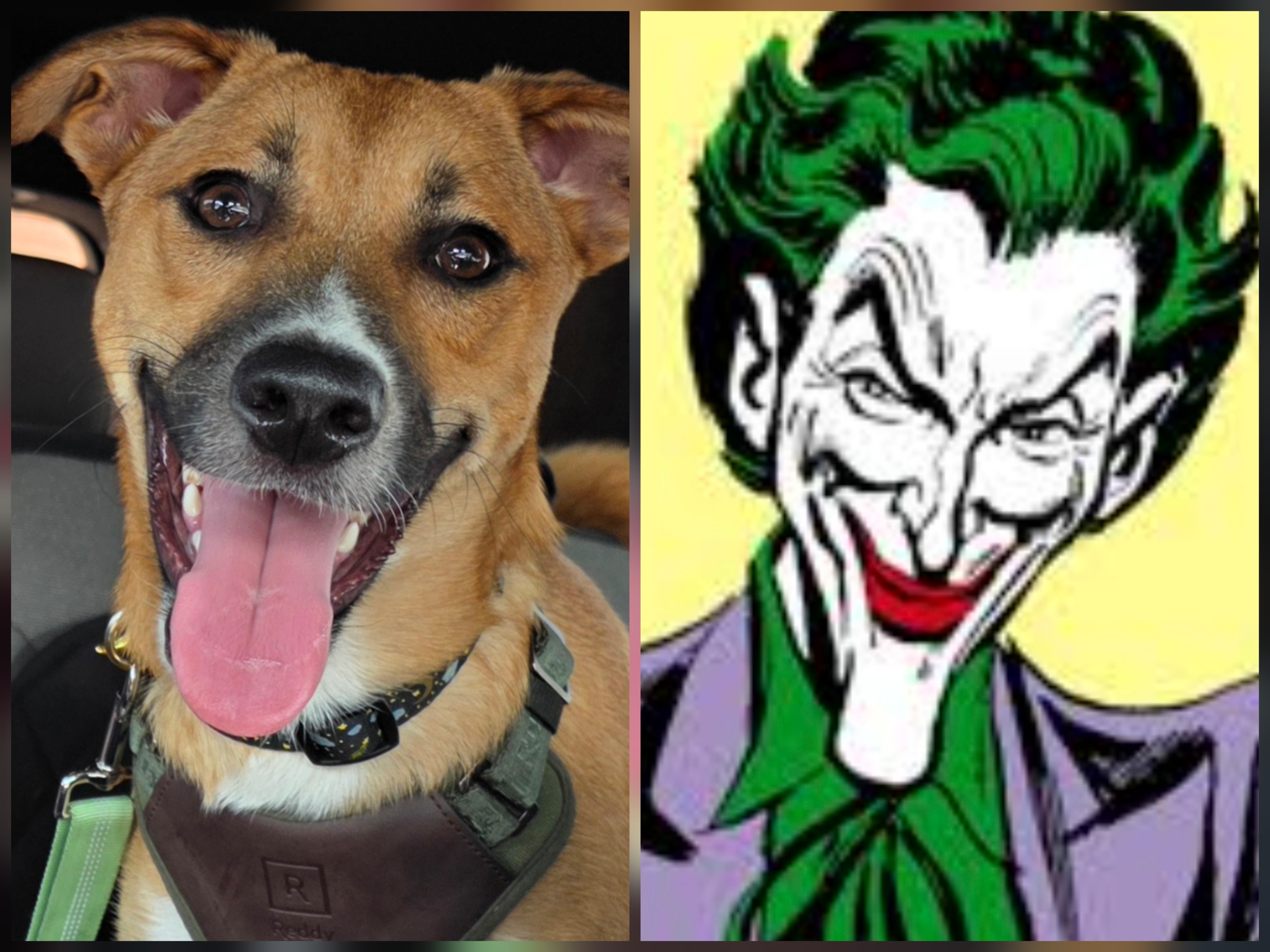 Foxy and Joker