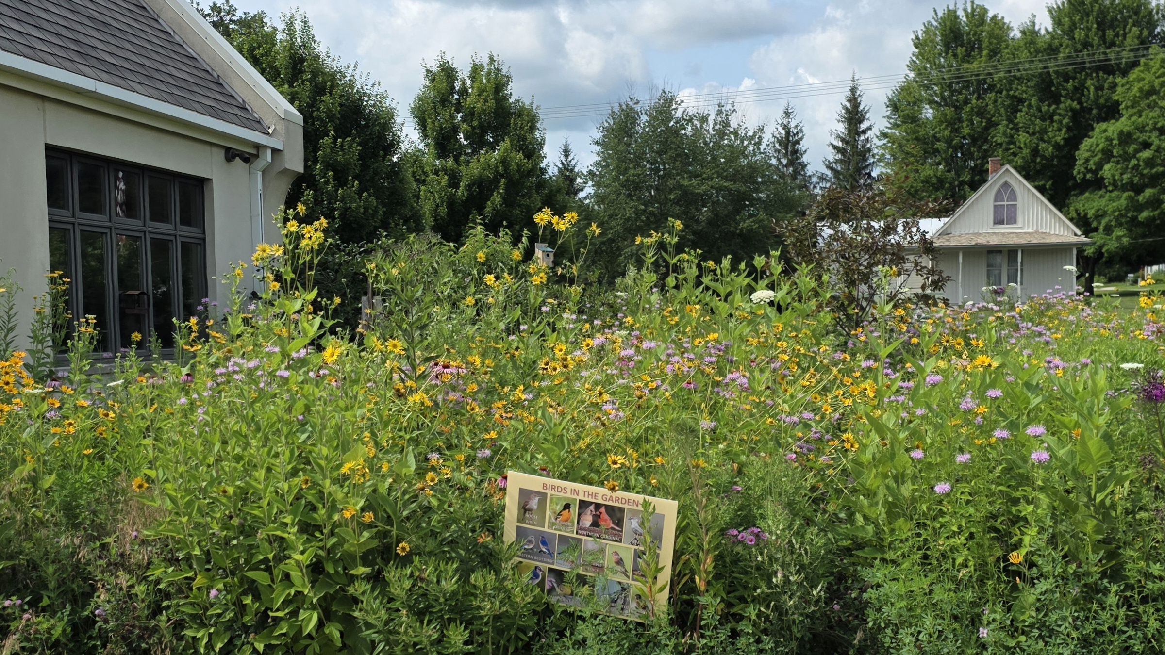 Wild flowers